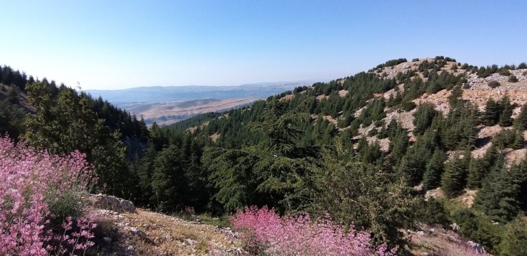 Image of Chouf Natural Reserve