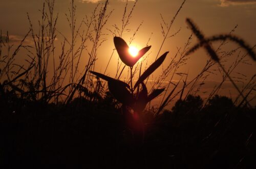 The sun setting behind silhouette's of plants and flowers