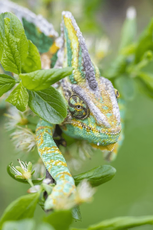 a jackson chameleon perched on a branch